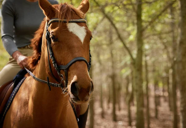 Its the perfect day for a ride through the forest. Cropped shot of an unrecognisable woman horseback riding in the forest during the day. — Stock Photo, Image