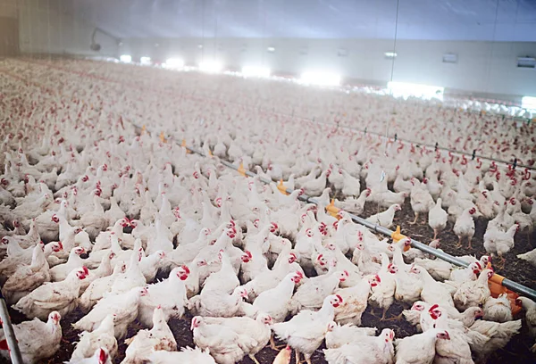 Poultry ilimitado. Tiro de galinhas em uma fazenda de aves. — Fotografia de Stock