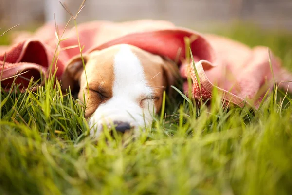 If im going to be adorable i need my beauty sleep. Shot of a cute puppy sleeping on the grass.