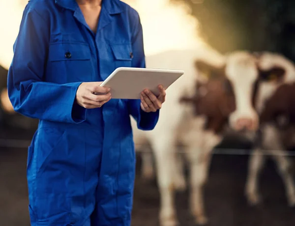Este aplicativo balcão de gado é realmente útil. Tiro colhido de um agricultor não identificável usando seu tablet enquanto estava lá fora com suas vacas. — Fotografia de Stock