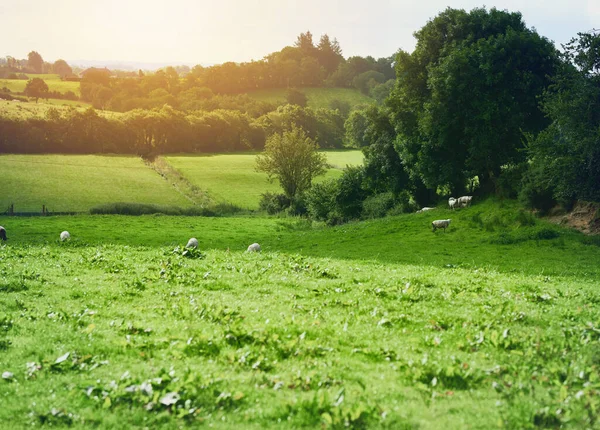 자연 이 의도 한 대로 자유롭게 돌아다니는 거지. 농장에서 풀을 뜯고 있는 양 떼를 찍은 사진. — 스톡 사진