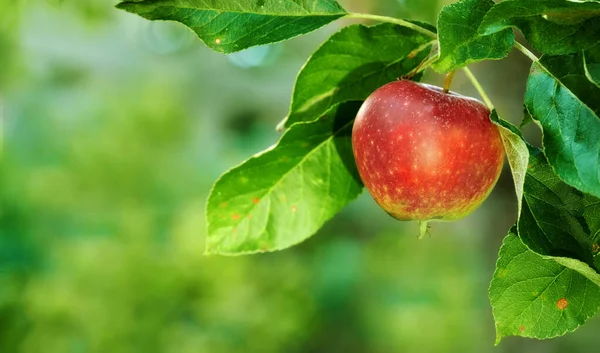 Raggiungi e sperimenta la bontà della natura. Maturare mele rosse su un albero di mele in un frutteto. — Foto Stock