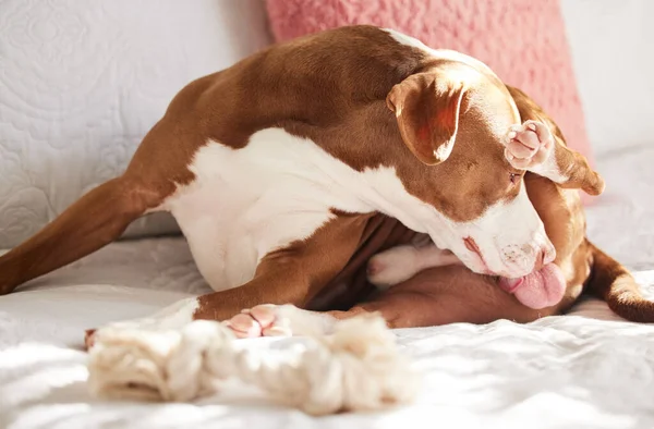 A veces mamá pierde un lugar. Tiro de un perro dulce preparándose mientras se relaja en la cama en casa. —  Fotos de Stock