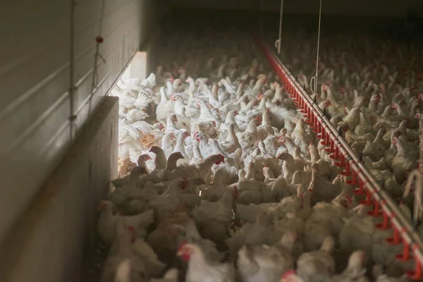 Como é suposto eu mudar-me para aqui? Tiro de um grande bando de galinhas todas juntas em um grande armazém em uma fazenda. — Fotografia de Stock
