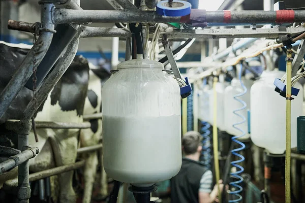 Čerstvě zpracované mléko. Oříznutý záběr naplněných lahví mléka v mlékárně. — Stock fotografie