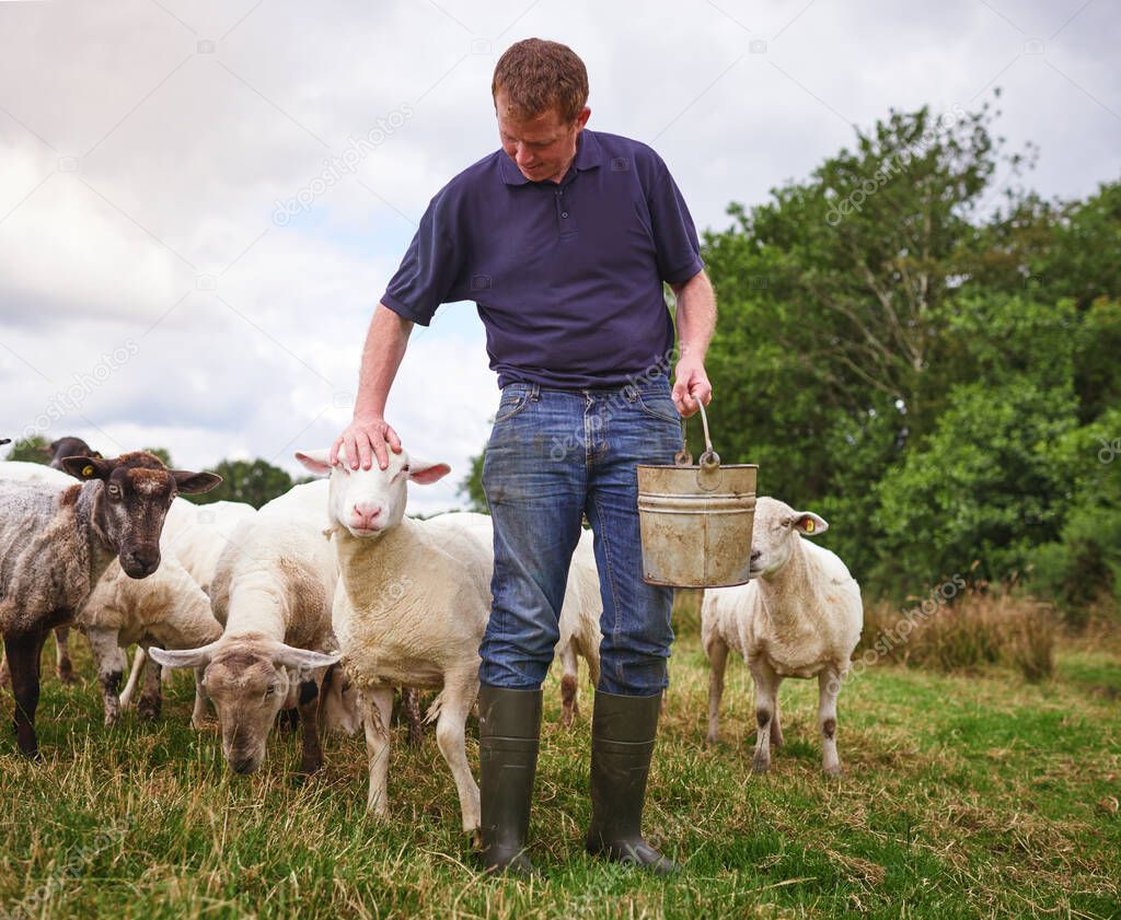Farmers work until the job gets done. Shot of a male farmer feeding a herd of sheep on a farm.