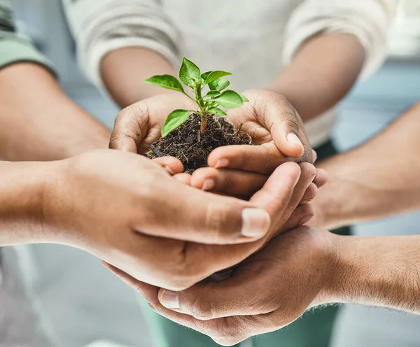 Pomoct a dobře vyrůst spolu. Oříznutý záběr skupiny lidí, kteří drží rostlinu vyrůstající z půdy. — Stock fotografie