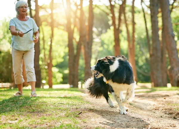 Es su juego favorito. Tiro de una mujer mayor feliz relajándose en un parque con su perro. — Foto de Stock