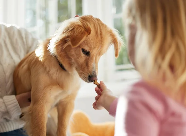 Lassen Sie mich zuerst den Schnüffeltest machen. Schuss eines kleinen Mädchens, das ihrem Welpen und Hündchen Leckereien gibt. — Stockfoto