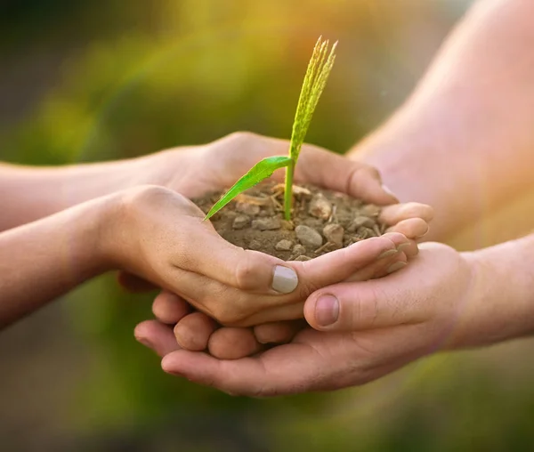 Tiro Duas Pessoas Não Identificáveis Segurando Uma Pequena Planta Cultivada — Fotografia de Stock