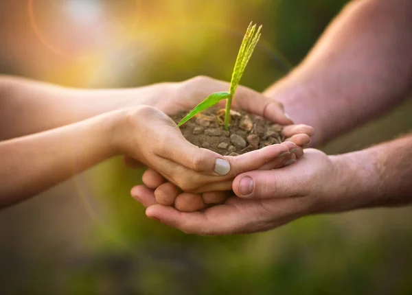 Tiro Duas Pessoas Não Identificáveis Segurando Uma Pequena Planta Cultivada — Fotografia de Stock