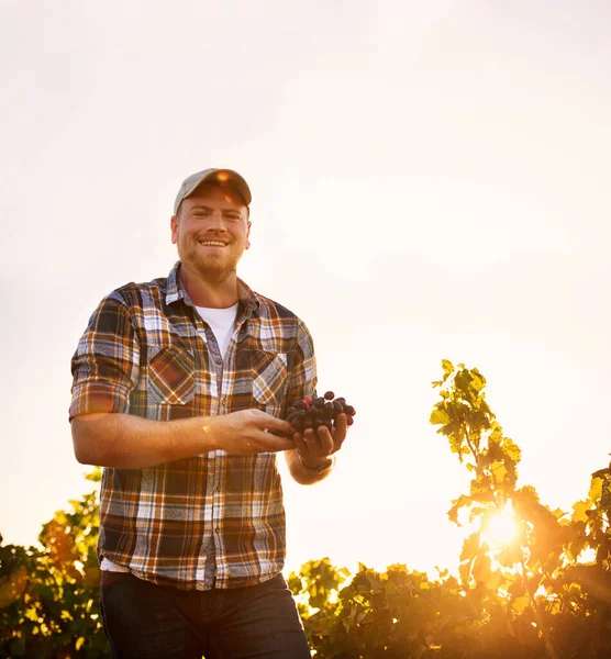 ブドウの房を持ちながらブドウ畑に立つ幸せな農家の肖像画 — ストック写真