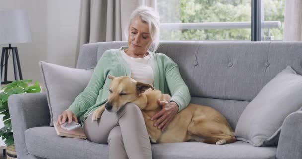 满意的老妇人坐在家里的沙发上爱抚她的混血儿 电话通话结束后 孤独的退休老年妇女在家里的休息室里拥抱和触摸家养动物 — 图库视频影像