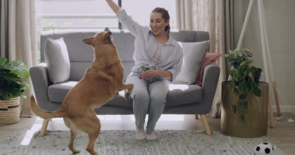 年轻女人教狗把戏 训练它 白人妇女一个人坐在家里 在客厅里和宠物狗一起玩耍 周末感觉和动物在一起嬉闹 — 图库视频影像