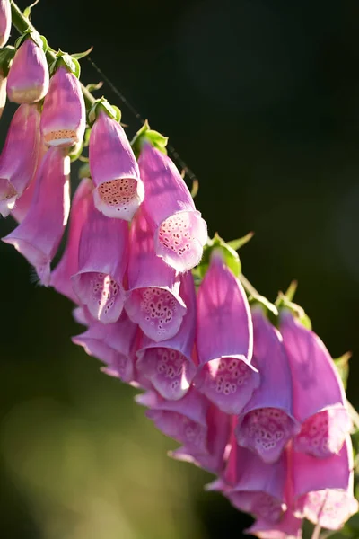 Makró Kilátás Színes Rózsaszín Foxkesztyű Virágok Virágzik Egy Távoli Területen — Stock Fotó