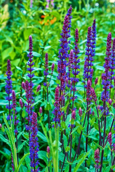 Liščí Rukavice Plném Květu Svěžím Dvorku Létě Digitalis Purpurea Rostoucí — Stock fotografie