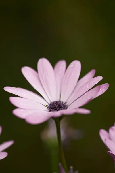Daisy composite flower growing singly at the end of branches in a field in summer. Many beautiful pink plants blooming in nature. Botanical garden filled with pretty purple flowers.