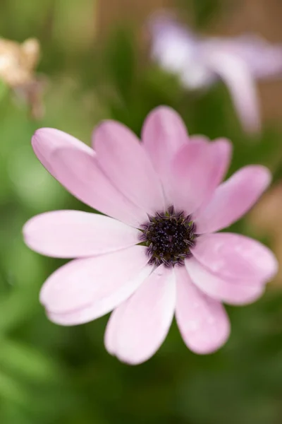 Closeup of a single pink daisy flower against a blurred green background in spring. Top view of one purple wild flower in a field or park outside. New seasonal growth in a botanical garden in nature.