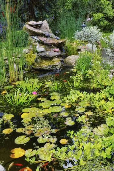 家の裏庭にある鯉魚の池で成長するユリのパッド 水の植物 多肉植物 庭の新鮮な緑の植物に覆われた静かで穏やかな湖の特徴の眺め — ストック写真