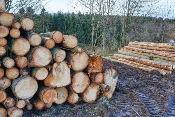 Kereste Deposunda Odun Kütükler Bir Araya Toplanmış Ahşap Kaplama Doku — Stok fotoğraf