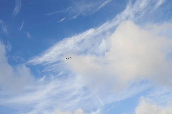 Copyspace Bird Flying Sky White Clouds Scenic Panoramic View Blue — Stock Photo, Image