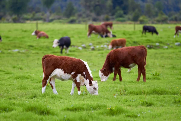Hereford Kráva Stojí Pasou Pulzující Zelené Farmě Pastviny Kopírovacím Prostorem — Stock fotografie