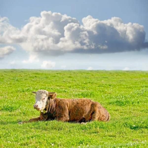 Krowa Hereford Pastwisku Zrównoważonych Gospodarstw Mlecznych Jedna Brązowo Biała Krowa — Zdjęcie stockowe