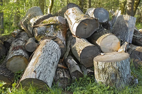 森の中の芝生の上に木製の丸太の山 薪などの代替熱のために新鮮に刻んだ木の松 木材や木材産業で使用される木杭 準備ができて乾燥した木材のスタック — ストック写真