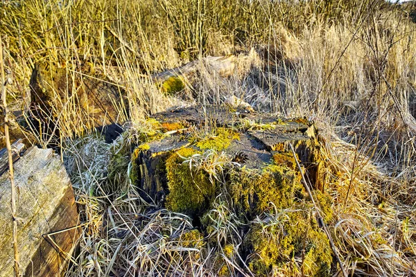 Yosun Kaplı Ağaç Gövdesi Bir Çim Tarlasında Yaban Kamışlarının Kırsal — Stok fotoğraf