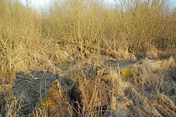 Blick Auf Trockenes Trockenes Grasland Und Einen Umgestürzten Baum Einem — Stockfoto