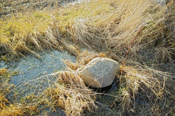 Суха Суха Трава Велика Скеля Болоті Ютландії Данія Руський Ландшафт — стокове фото