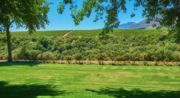 Cape Winelands Distrito Stellenbosch Cabo Ocidental Paisagem Verde Uma Vinha — Fotografia de Stock