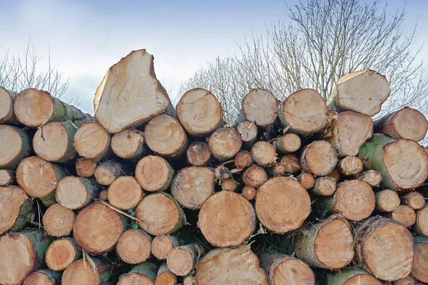 Tree logs stacked up ready to be turned into useable wood. Pile of cut tree stumps in the countryside. Chopped firewood logs stacked together in a storage pile in a lumberyard. Timber wood industry.