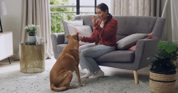白种人女人教可爱的毛茸茸的棕色狗把戏 并奖励那些善良听话的人 女人在家里客厅里和宠物握手 用食物训练动物握手 — 图库视频影像