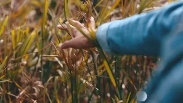 在田野或公共花园散步时触摸高草的手的衣服 一个女人的手指伸进浓密的植物中 玩弄叶子质感 有人欣赏里面的绿色植物 — 图库视频影像