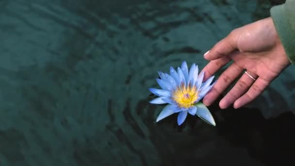 伸向水面上漂浮着的花朵的手的闭合物 在湖中或池塘中触摸或抱着蓝色和黄色花朵的女人 有人在翻花欣赏大自然中的植物 — 图库视频影像