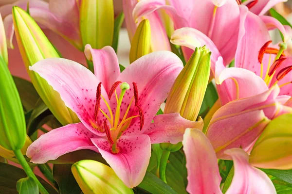Розовый Цветок Лилии Помещении Пышными Зелеными Листьями Соцветие Красивого Букета — стоковое фото