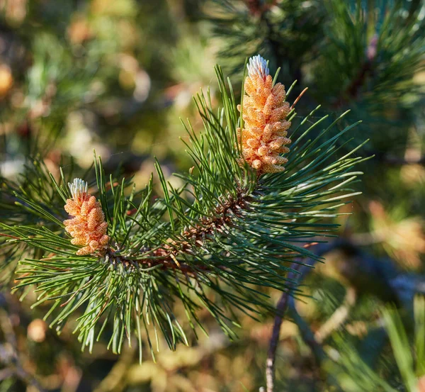 Closeup Red Pine Tree Branch Growing Evergreen Boreal Forest Coniferous — Stock Photo, Image