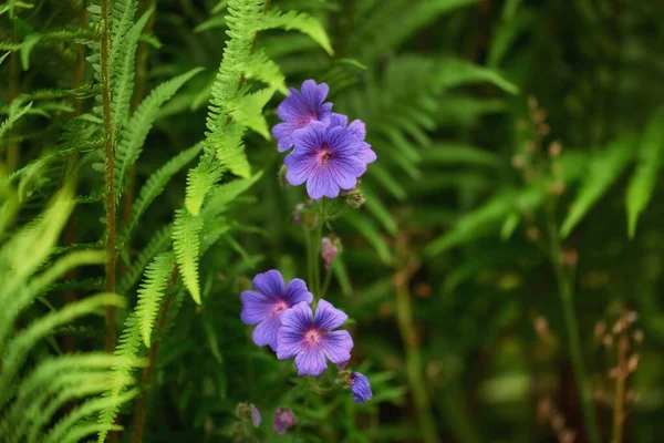 Κοντινό Πλάνο Του Λιβαδιού Cranesbill Λουλούδια Ανθίζουν Ένα Πάρκο Ομάδα — Φωτογραφία Αρχείου