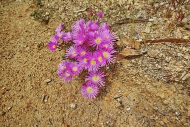 Closeup of indigenous Fynbos flowers growing in Table Mountain National Park, Cape Town, South Africa from above. Group of purple flowering blossoming bush spring plants in remote field, veld, nature. clipart
