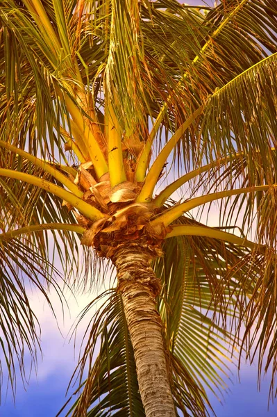 夏休みや海外 海外の休日の日没時にヤシの木の枝や葉の外の景色の下 夕方の熱帯環境で成長するココナッツ植物の低角度ビュー — ストック写真
