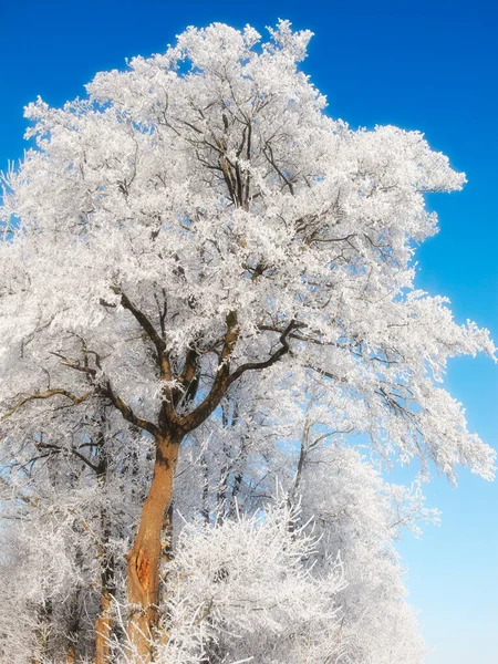 日中は青空に対して隔離された雪に覆われた木々の低角度ビュー 寒い冬に氷のキャップと霜の木の枝の下のビュー 地球温暖化と気候変動凍結期の自然 — ストック写真