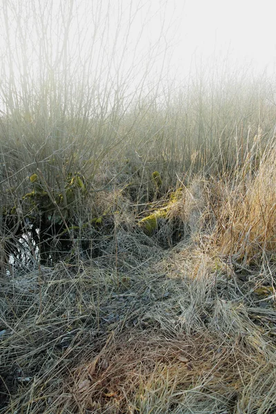 Herbe Sèche Aride Sur Marécage Dans Une Prairie Vide Danemark — Photo