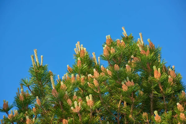 Close Belo Pinheiro Allepo Contra Céu Azul Claro Noruega Árvore — Fotografia de Stock