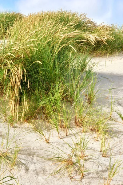 Landschap Van Zandduinen Aan Westkust Van Jutland Loekken Denemarken Close — Stockfoto