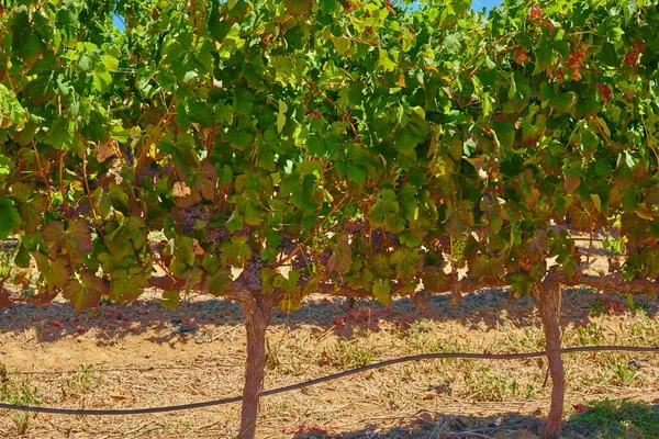 Primo Piano Delle Uve Rosse Fresche Che Crescono Azienda Vinicola — Foto Stock