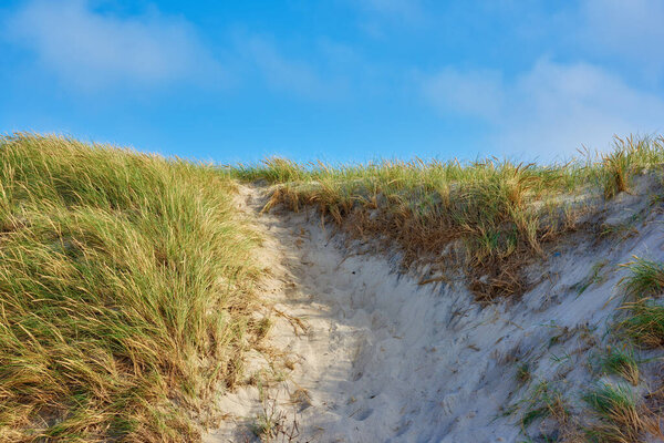 Пейзаж песчаных дюн на западном побережье Ютландии в Локкене, Дания. Крупный план зеленой травы, растущей на пустом пляже в летний день. Живописный вид голубого неба на природу.