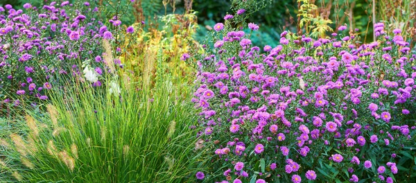 Flores Violetas Aster Una Planta Jardín Decorativa Jardín Todas Las —  Fotos de Stock