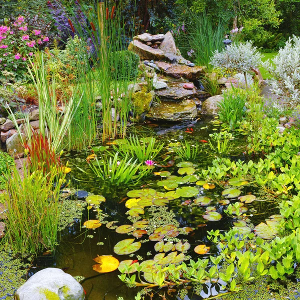 Overgrown koi fish pond in a garden outside. Variety of aquatic plants like lily pads, cattails, and lotus flowers growing in ornamental japanese water feature. Tranquil, serene and calm nature scene.