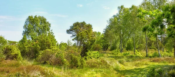 Brillante Paisaje Verde Árboles Hierba Campo Cubierto Día Soleado Afuera — Foto de Stock